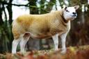 The top priced lot of the day went to the gimmer from Auldhouseburn which sold to 20,000gns