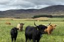 The Scottish Government – which is aiming to double its organic farmland – now requires farmers to create a whole farm plan for protecting nature and climate to qualify for the Basic Payment Scheme (BPS)