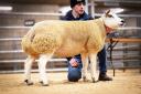 Topping the sale at 1400gns was Carstairs Jersey from Andrew Baillie