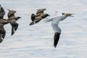 A gannet is chased by skuas