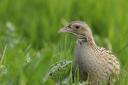 The corncrake is red-listed in Scotland (Photo: PA)