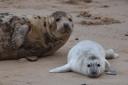 Five grey seals pups are born at Forvie NNR