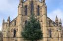 The tree donated by EGGER at Hexham Abbey