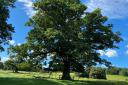 Project to safeguard iconic oaks launched