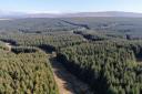 Commercial forestry sector 'remains buoyant', says agency