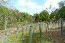 Ministers remain way off plans to plant 7,500 ha of woodland each year