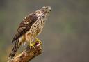 The goshawk (Accipiter gentilis) is making a comeback in the UK’s forests.
