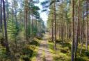 Another robust year for forestry, according to report