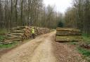 Looks like a lot of paper-work to legally move this lot. Thank goodness it’s beech – no plant passport required.