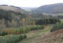 The Forest Research plot above the village of Cardrona is one of five such replicates established in Great Britain. The growth characteristics of alternative timber-producing species of various provenances are being put under the spotlight.