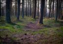 Scottish Forestry uses aerial photomaps to monitor tree health