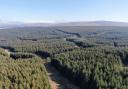 Commercial forestry sector 'remains buoyant', says agency