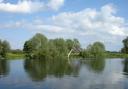 Big willows by the waterside – white and crack willow trees alongside the River Great Ouse in Cambridgeshire.