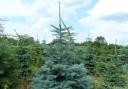 Trees ready to cut on a Chilterns Christmas tree farm.