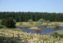 A Scottish Woodlands site in Dumfries and Galloway.