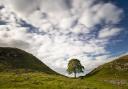 The famous tree stood at Hadrian's Wall