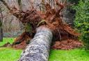 Many trees have been blown down by the strong winds (image: Forestry England)