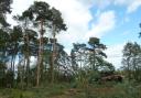 Conifers like Scots pine are widely used in forestry