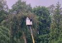 Glasgow City Council was forced to fell an Ash tree - the oldest tree in the Botanic Gardens - due to Ash Dieback.