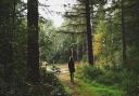 Stock image of a forest