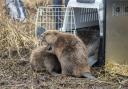 The beavers leave their cages