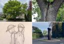 Views of the Verdun Oak over time, and the planned design for its remaining trunk (supplied with application)