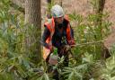 Over the last decade, FLS has treated invasive rhododendron within approximately 11,000 hectares in the rainforest zone