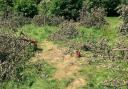 The Cator Park trees were protected