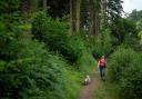 Labour has said it will create three new national forests in England