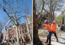 Fine dust and compounds released by plane trees can be especially hazardous for ground crews.