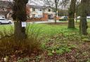 The trees were due to be removed to make way for a bus lane