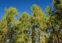 The UK's larch trees have been badly hit by the disease