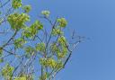 Ash dieback is set to wipe out millions of the UK's ash trees