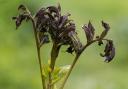 Ash dieback (Hymenoscyphus fraxineus) could wipe out 80 per cent of all ash trees in the UK