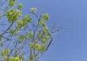 Ash dieback could wipe out as many as 80 per cent of the UK's ash trees