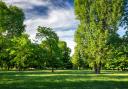 Southend's tree cover has dropped to 13 per cent