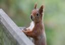 The Isle of Wight Red Squirrel Trust has purchased 12 acres of woodland.