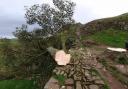 Sycamore Gap tree has been 'felled'.