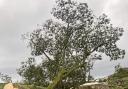 Sycamore Gap tree trunk to be moved from heritage site