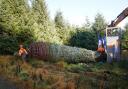 Forestry workers fell a Sitka Spruce tree in Northumberland’s Kielder Forest before it makes the 330-mile journey south to Westminster