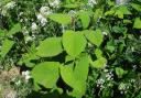 Just several weeks of spring growth and the fast-growing Japanese knotweed can outcompete and start to smother other plants, in this case cow parsley.