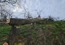 The lime tree was felled earlier this month