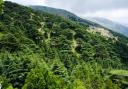 A cedar forest in Lebanon.