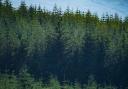 NI planted just 41 ha of coniferous species (like Sitka spruce) last year