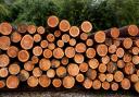 A leading forestry manager has suggested a levy could be placed on all timber sales