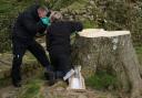 The much-photographed tree, which stood next to Hadrian’s Wall in Northumberland for 200 years, was chopped down in September last year