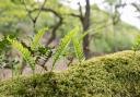 The Borrowdale Valley in Cumbria was declared a national nature reserve by Natural England and the National Trust