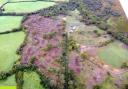 The woodland after the felling had taken place