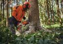 Battery-powered tools can transform work for hand cutters and arborists