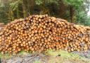 Freshly cut pine logs showing honey coloured sapwood ready to transport
